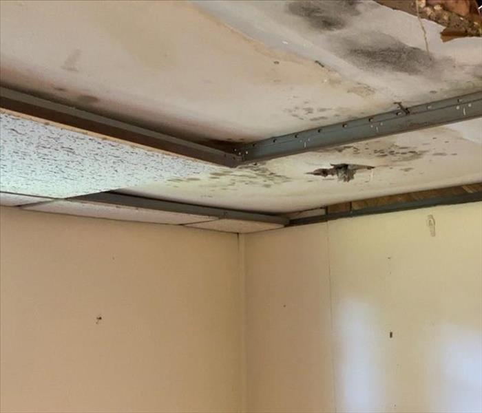 Ceiling mold stains behind removed ceiling tiles and hole in ceiling cavity
