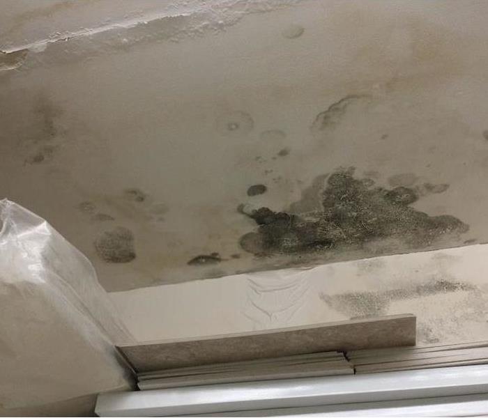 Storage closet ceiling and walls with commercial mold damage