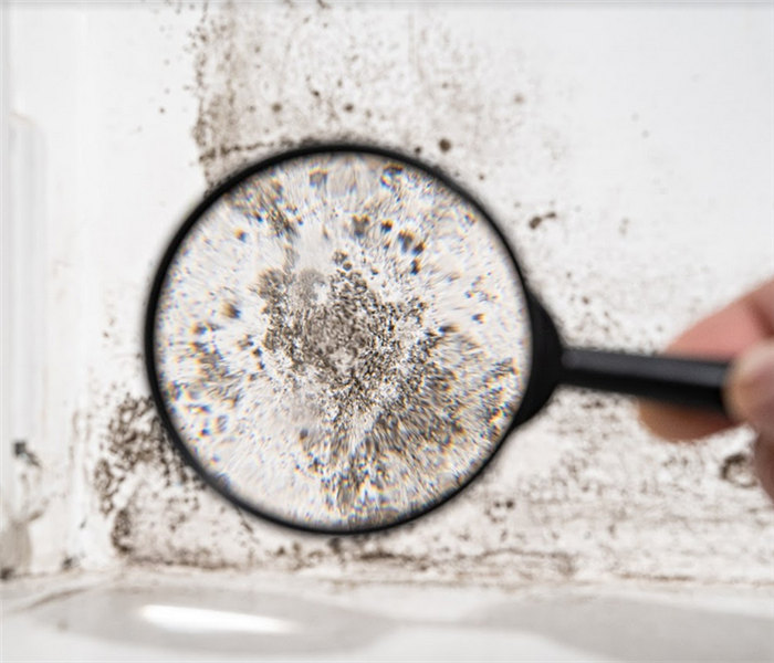 a magnifying glass looking at the mold growing on a wall